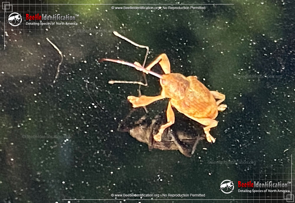 Full-sized image #1 of the Nut and Acorn Weevil