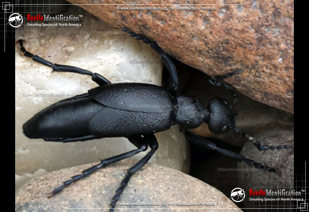 Full-sized image #4 of the Oil Beetles