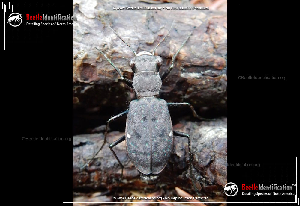 Full-sized image #1 of the One-spotted Tiger Beetle