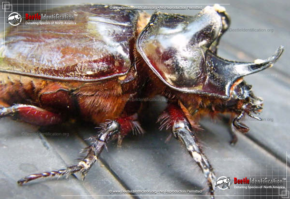 Full-sized image #1 of the Ox Beetle