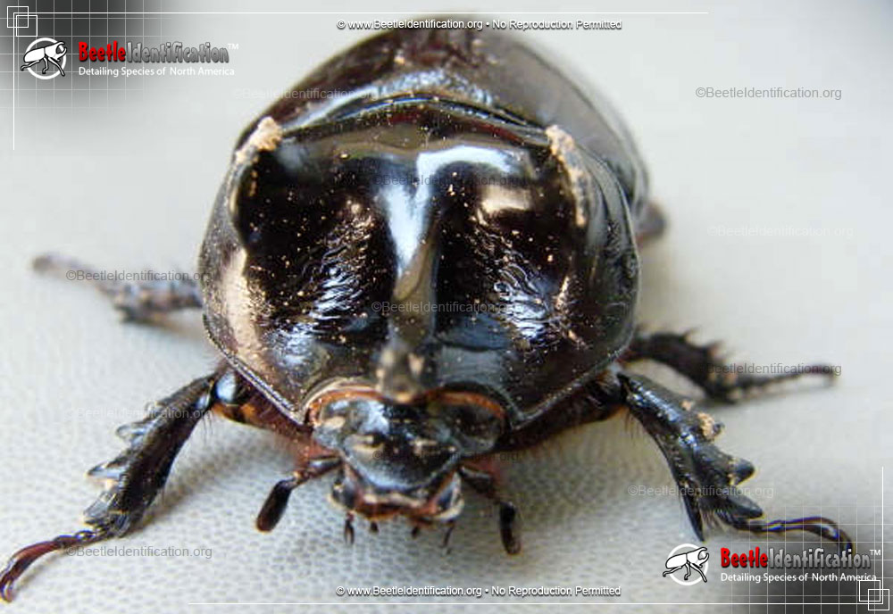 Full-sized image #3 of the Ox Beetle