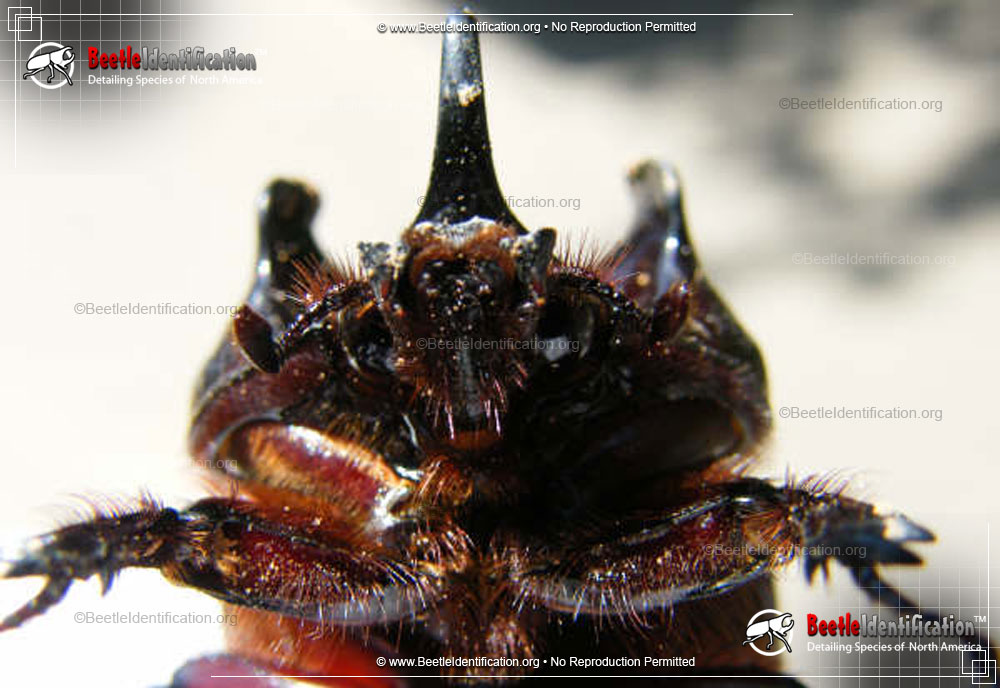 Full-sized image #4 of the Ox Beetle