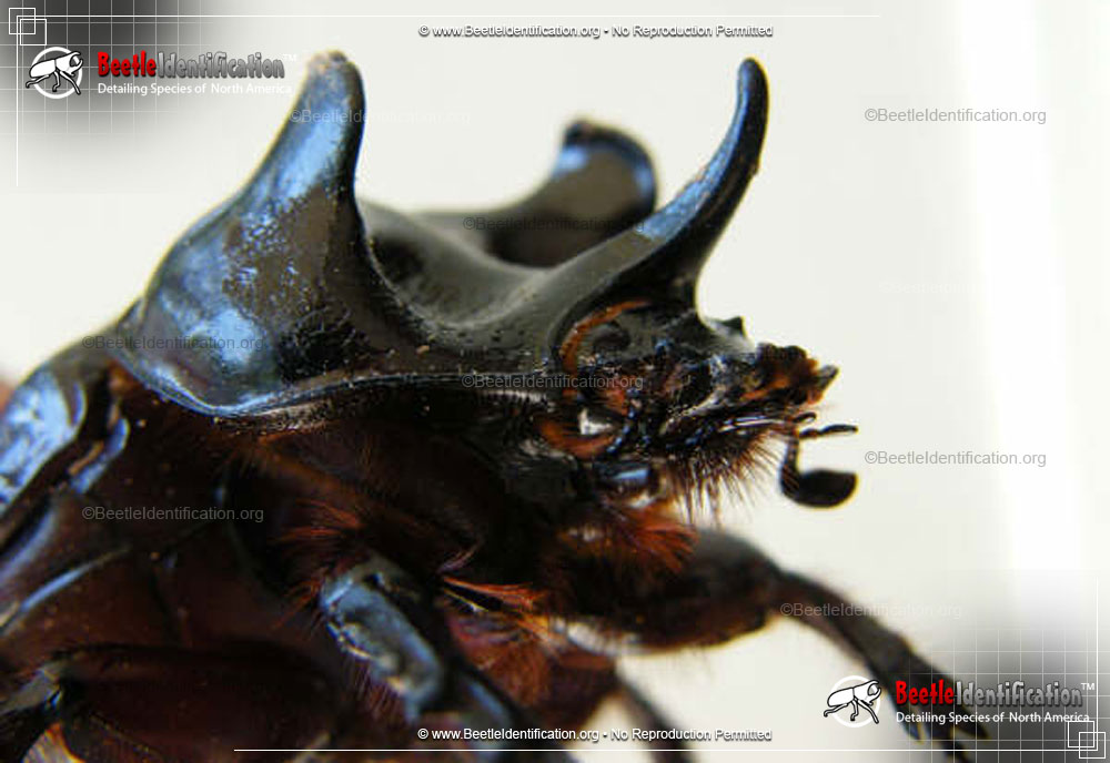 Full-sized image #5 of the Ox Beetle