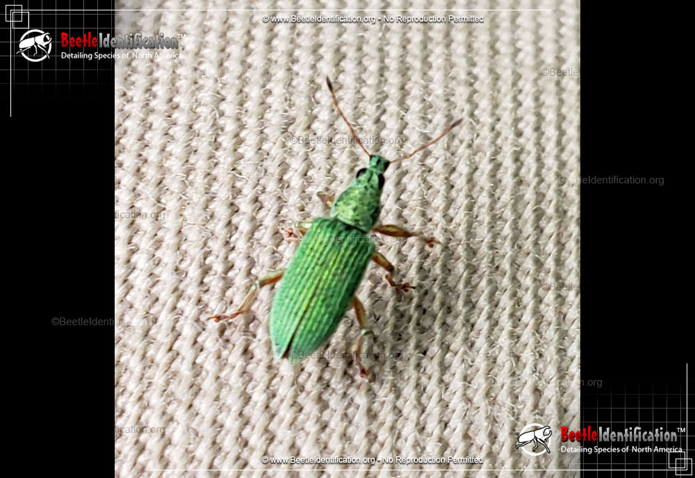 Full-sized image #1 of the Pale Green Weevil