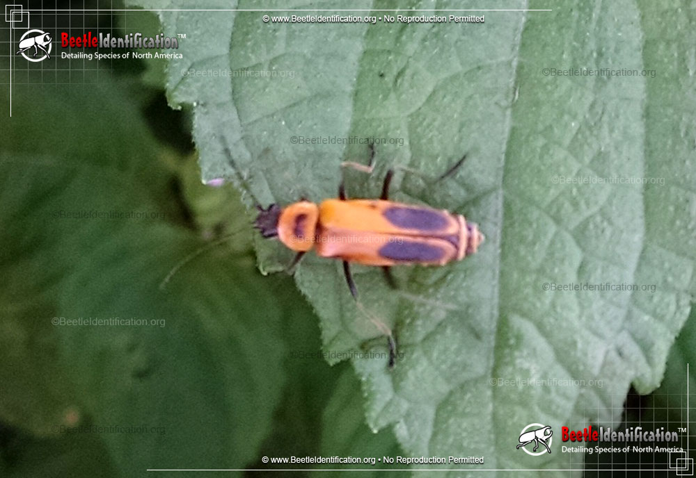 Full-sized image #1 of the Pennsylvania Leatherwing Beetle