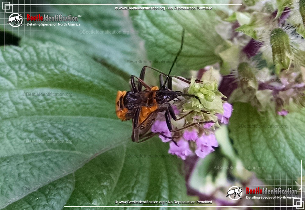 Full-sized image #2 of the Pennsylvania Leatherwing Beetle