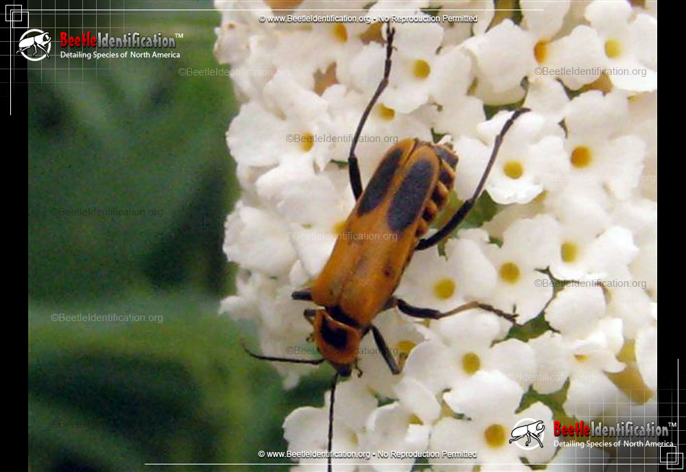 Full-sized image #4 of the Pennsylvania Leatherwing Beetle