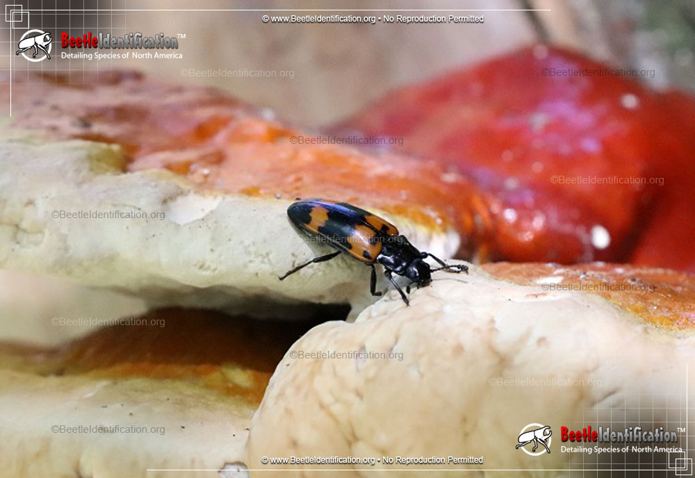 Full-sized image #2 of the Pleasing Fungus Beetle