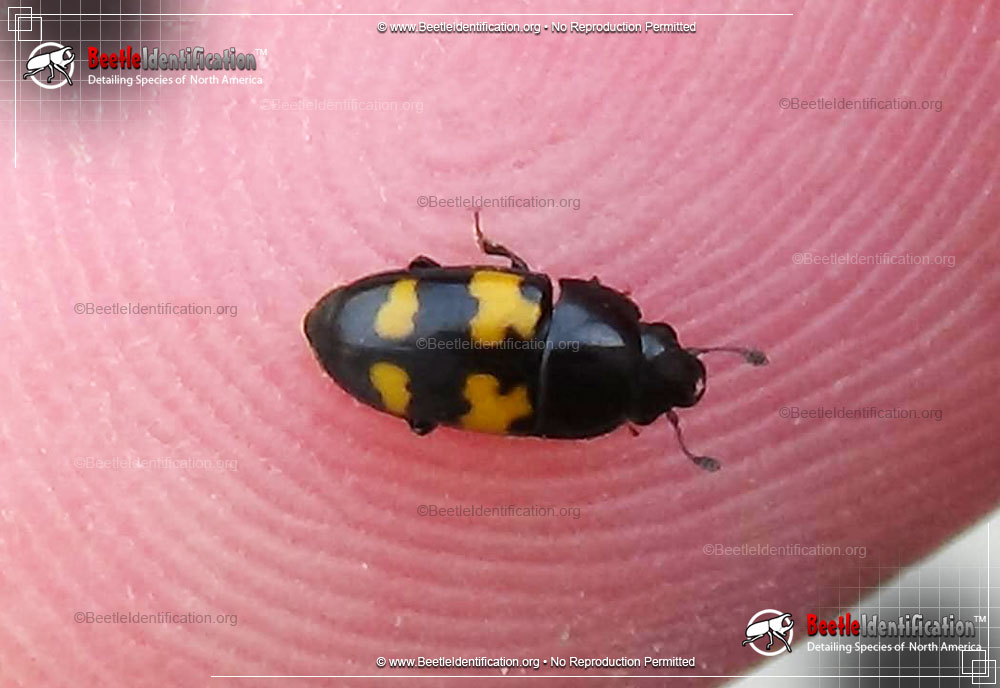 Full-sized image #4 of the Pleasing Fungus Beetle