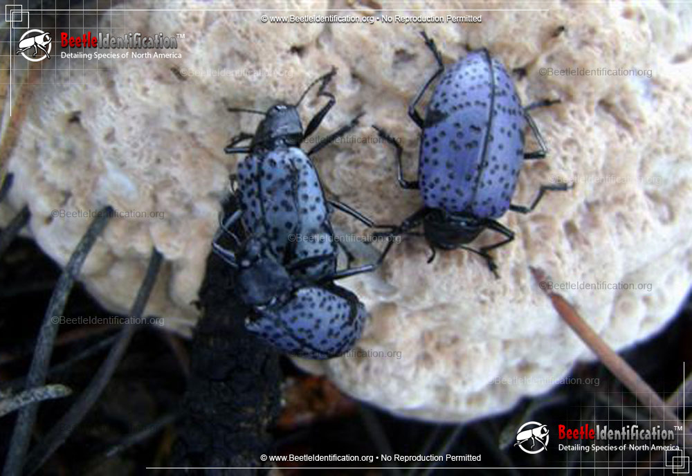 Full-sized image #2 of the Pleasing Fungus Beetle