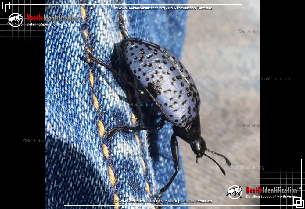 Full-sized image #1 of the Pleasing Fungus Beetle