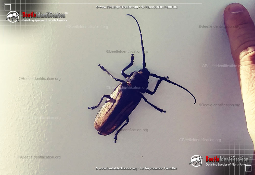 Full-sized image #1 of the Ponderous Borer Beetle