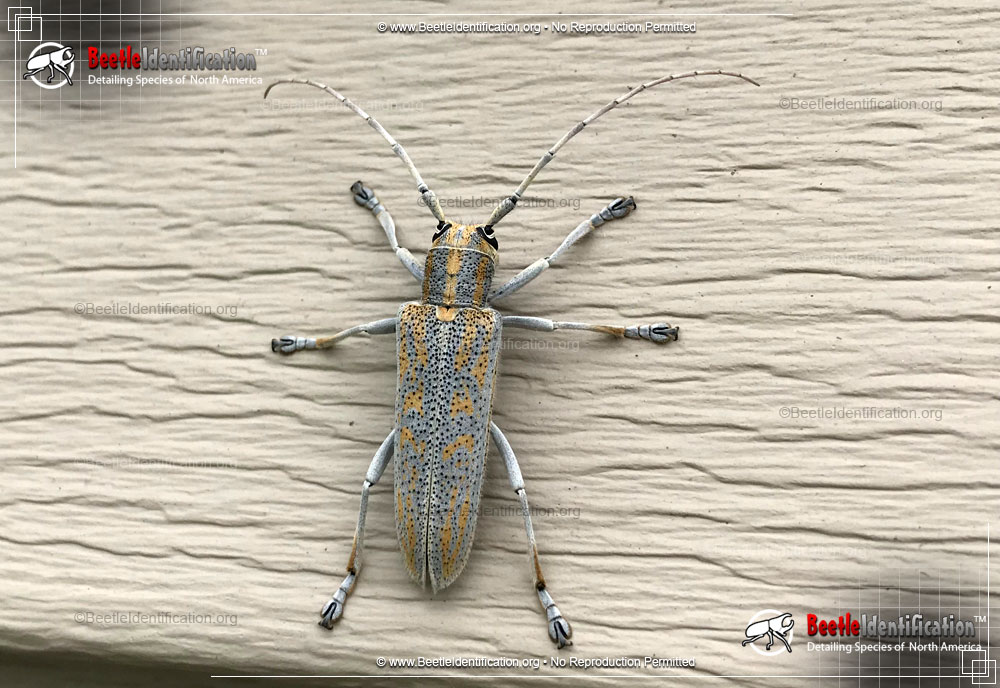 Full-sized image #1 of the Poplar Borer Beetle