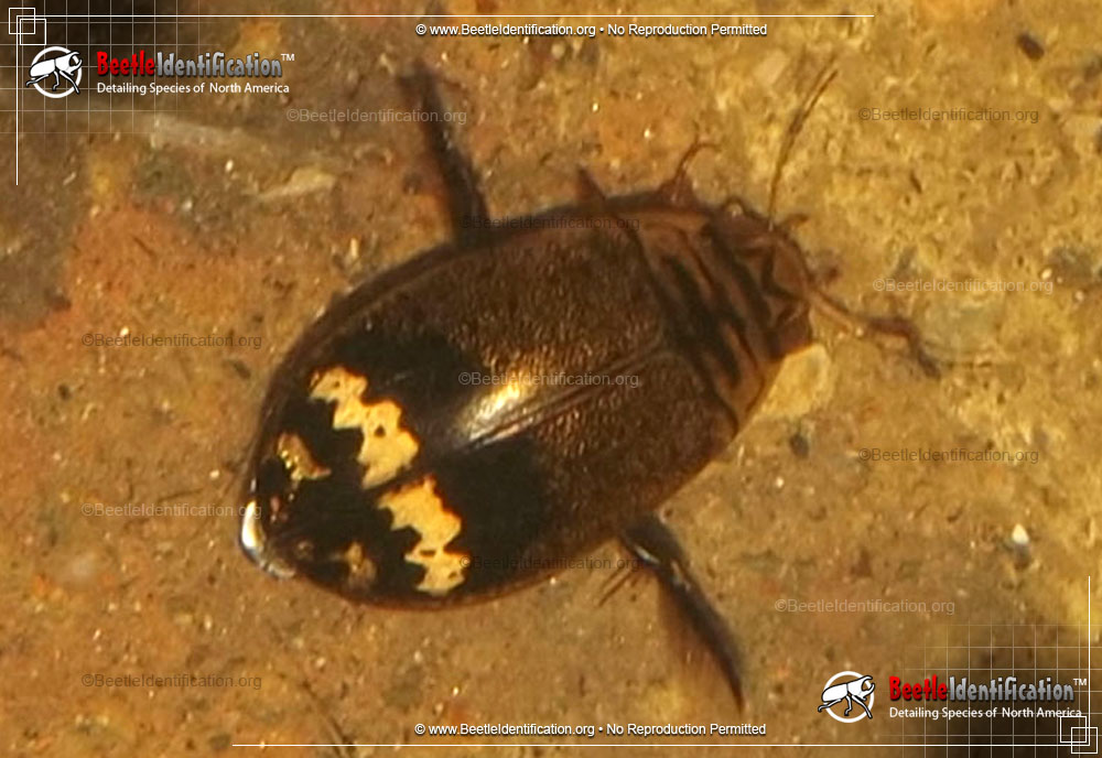 Full-sized image #1 of the Predaceous Diving Beetle - <em>A. mediatus</em>