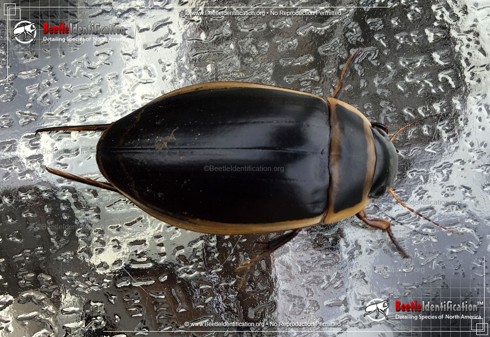 Full-sized image #1 of the Predaceous Diving Beetle