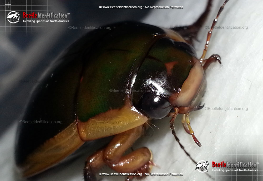 Full-sized image #4 of the Predaceous Diving Beetle