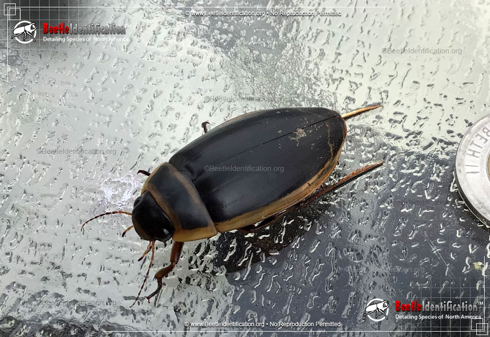 Full-sized image #3 of the Predaceous Diving Beetle