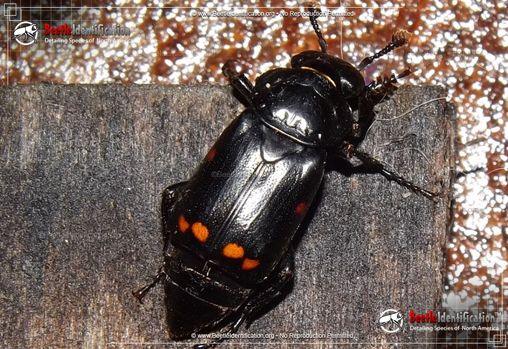 Full-sized image #1 of the Pustulated Carrion Beetle