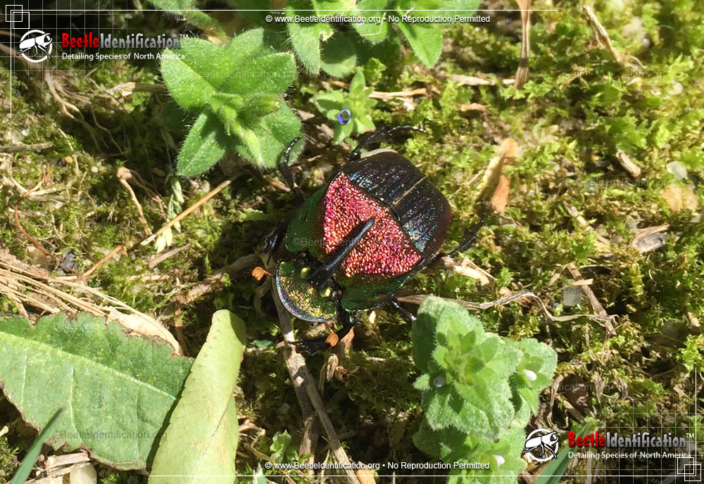 Full-sized image #2 of the Rainbow Scarab Beetle