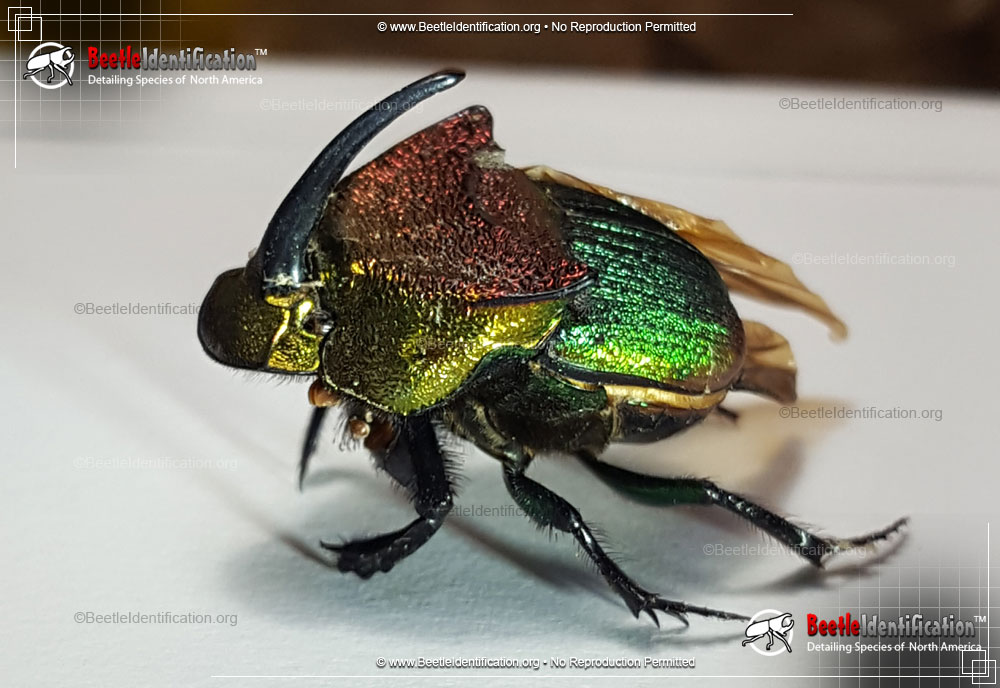 Full-sized image #1 of the Rainbow Scarab Beetle
