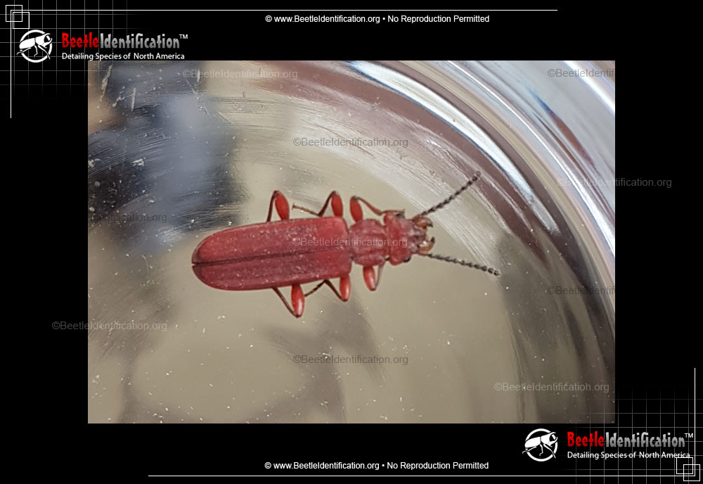 Full-sized image #2 of the Red Flat Bark Beetle