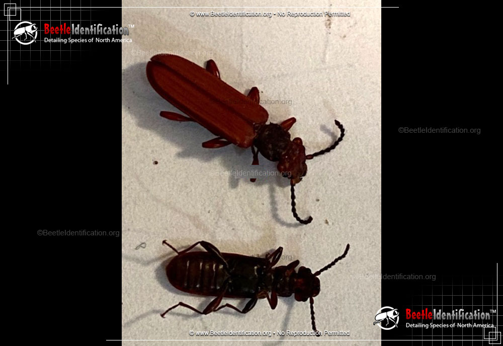 Full-sized image #3 of the Red Flat Bark Beetle