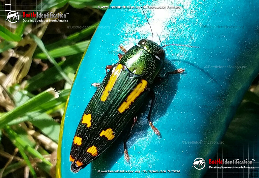 Full-sized image #1 of the Red-legged Buprestis Beetle