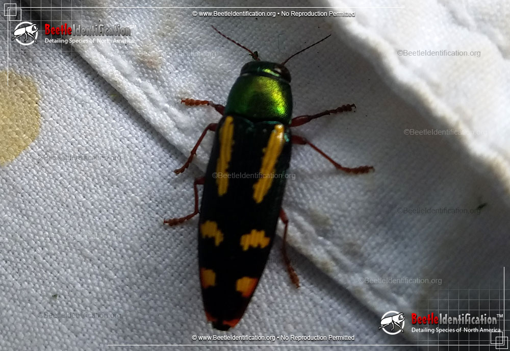 Full-sized image #2 of the Red-legged Buprestis Beetle