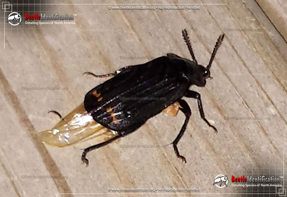 Full-sized image #1 of the Red-lined Carrion Beetle