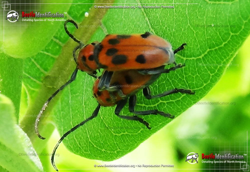 Full-sized image #4 of the Red Milkweed Beetle