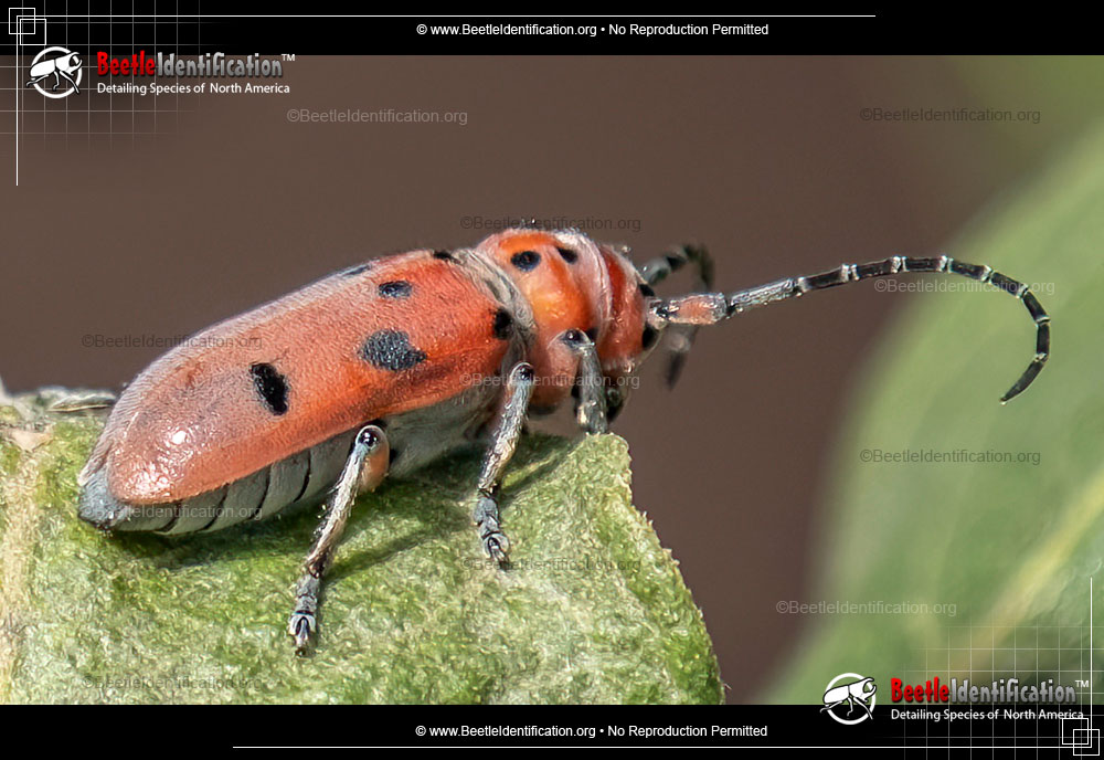 Full-sized image #1 of the Red Milkweed Beetle