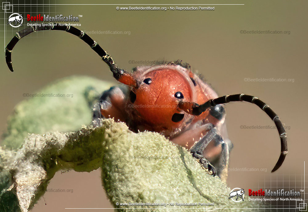 Full-sized image #2 of the Red Milkweed Beetle