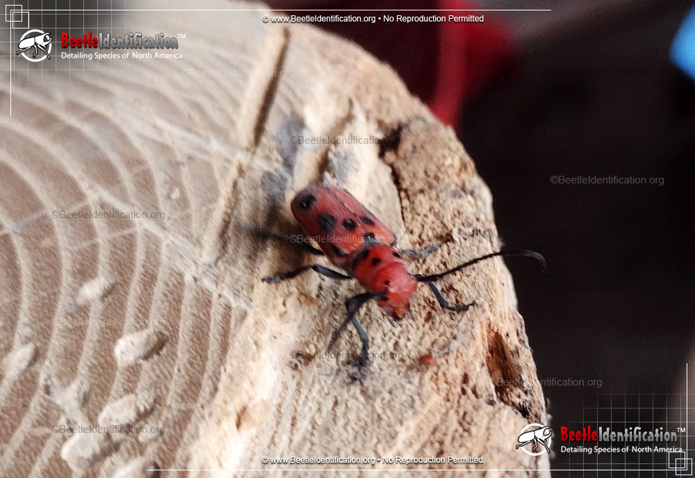 Full-sized image #5 of the Red Milkweed Beetle