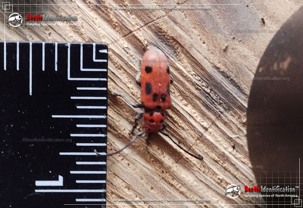 Full-sized image #2 of the Red Milkweed Beetle