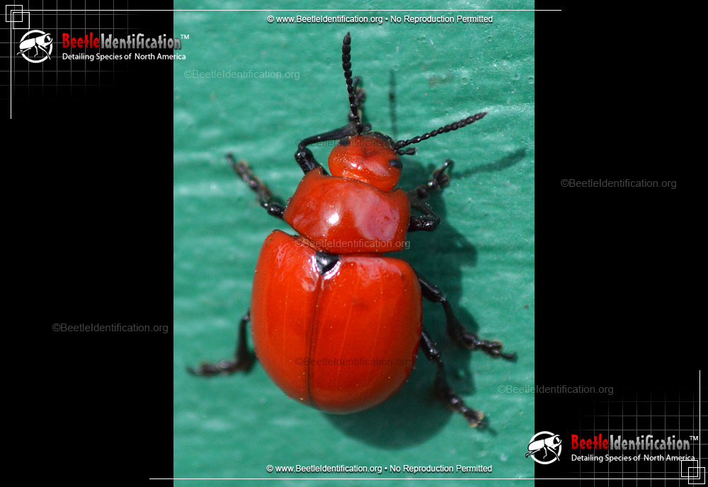 Full-sized image #1 of the Reddish Potato Beetle