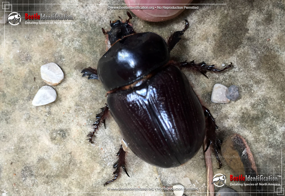 Full-sized image #1 of the Rhinoceros-Beetle