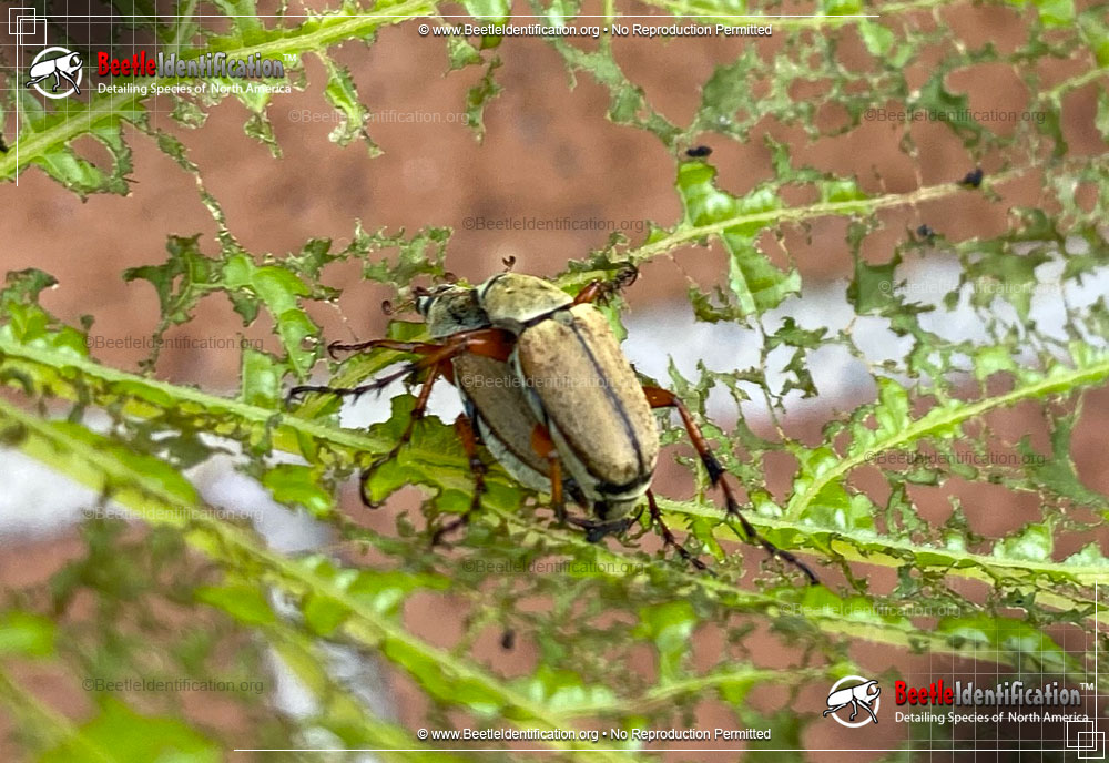 Full-sized image #1 of the Rose Chafer