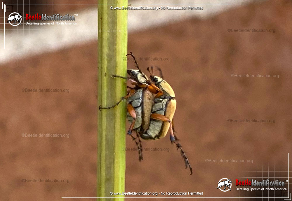 Full-sized image #3 of the Rose Chafer