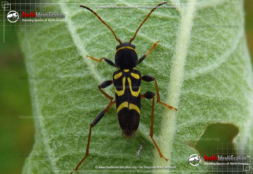 Full-sized image #1 of the Round-necked Long-horned Beetle - <em>C. ruricola</em>