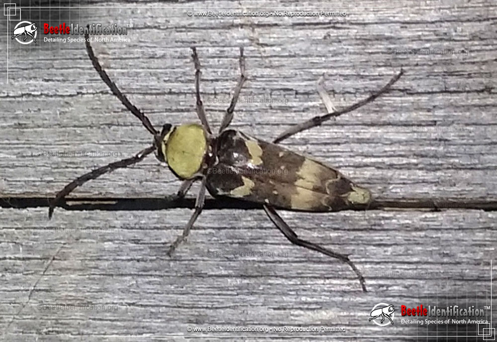 Full-sized image #1 of the Round-necked Long-horned Beetle - <em>M. antennata</em>
