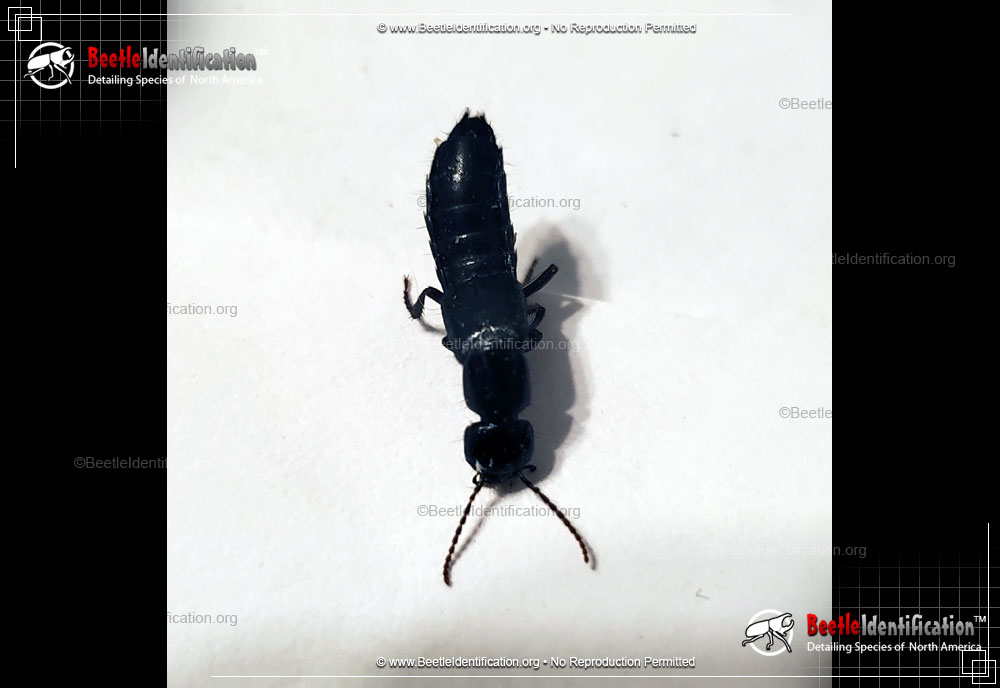 Full-sized image #2 of the Rove Beetle
