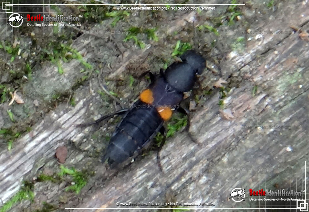 Full-sized image #1 of the Rove Beetle
