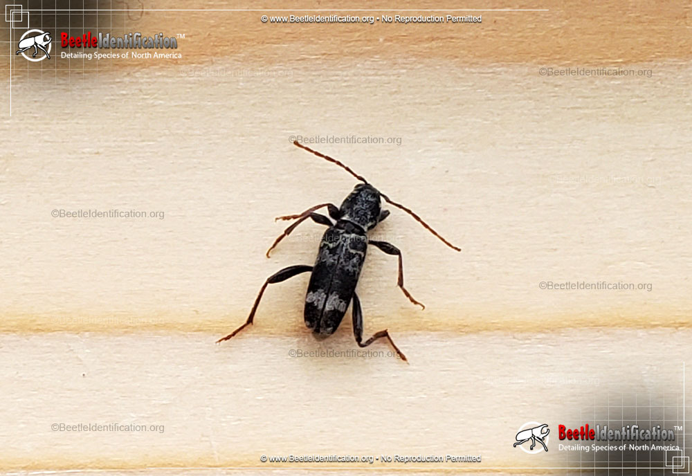 Full-sized image #2 of the Rustic Borer Beetle