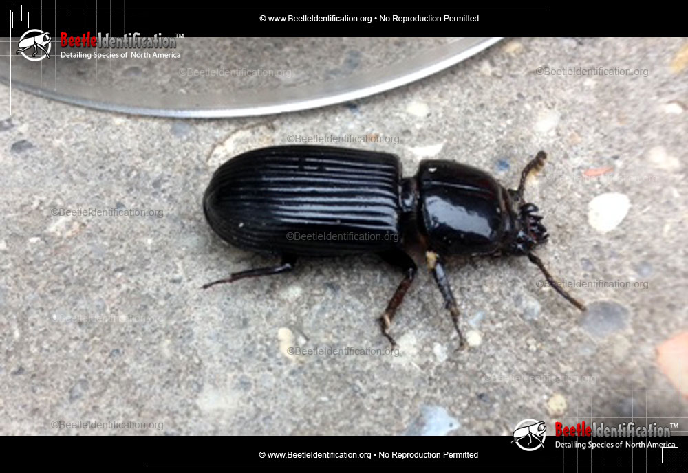 Full-sized image #2 of the Scarites Ground Beetle