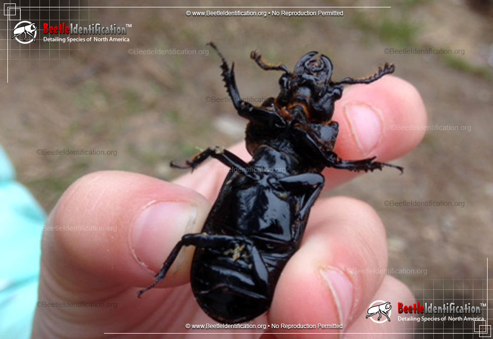 Full-sized image #3 of the Scarites Ground Beetle