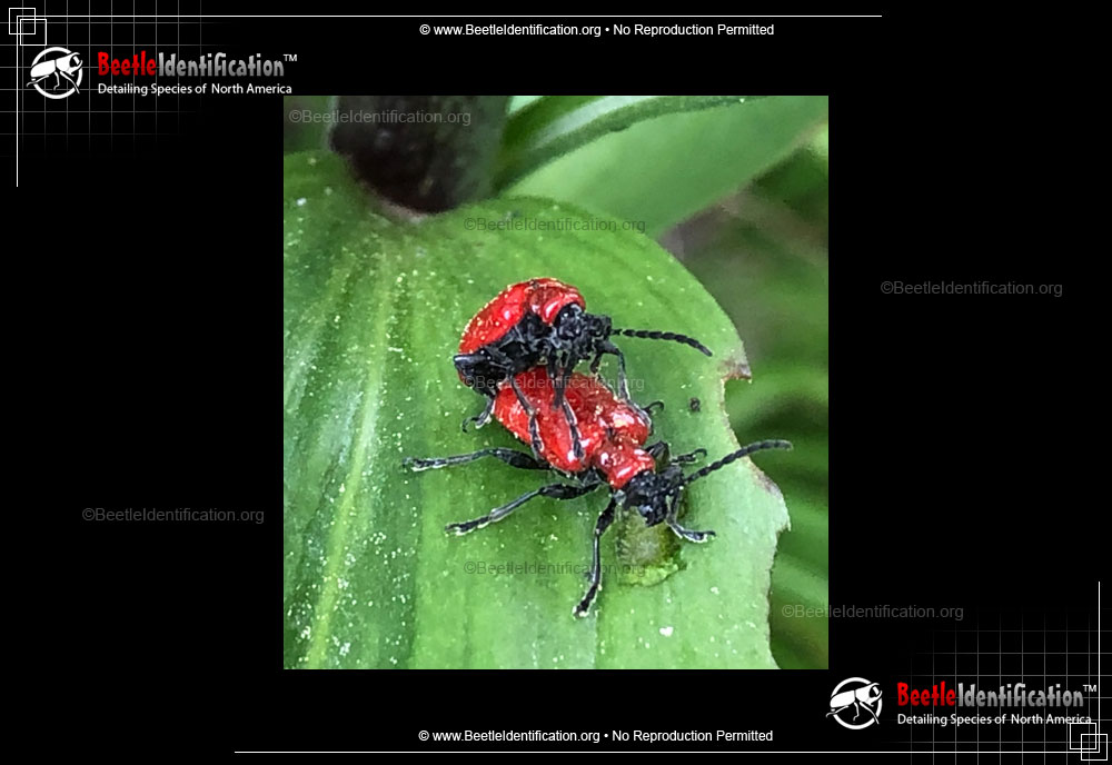 Full-sized image #1 of the Scarlet Lily Beetle