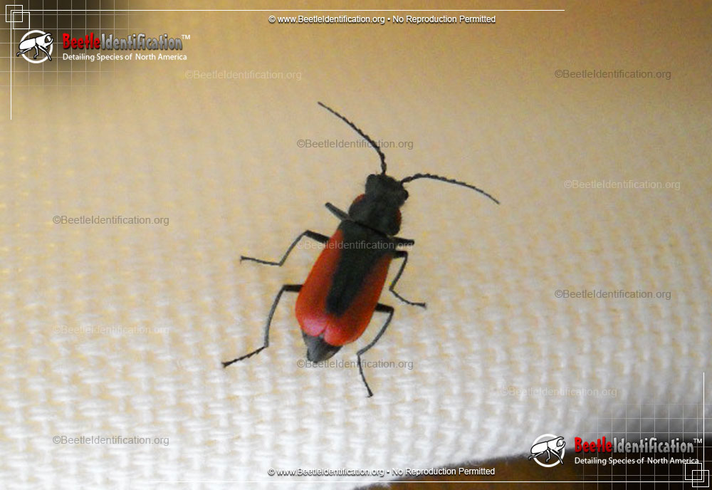 Full-sized image #1 of the Scarlet Malachite Beetle