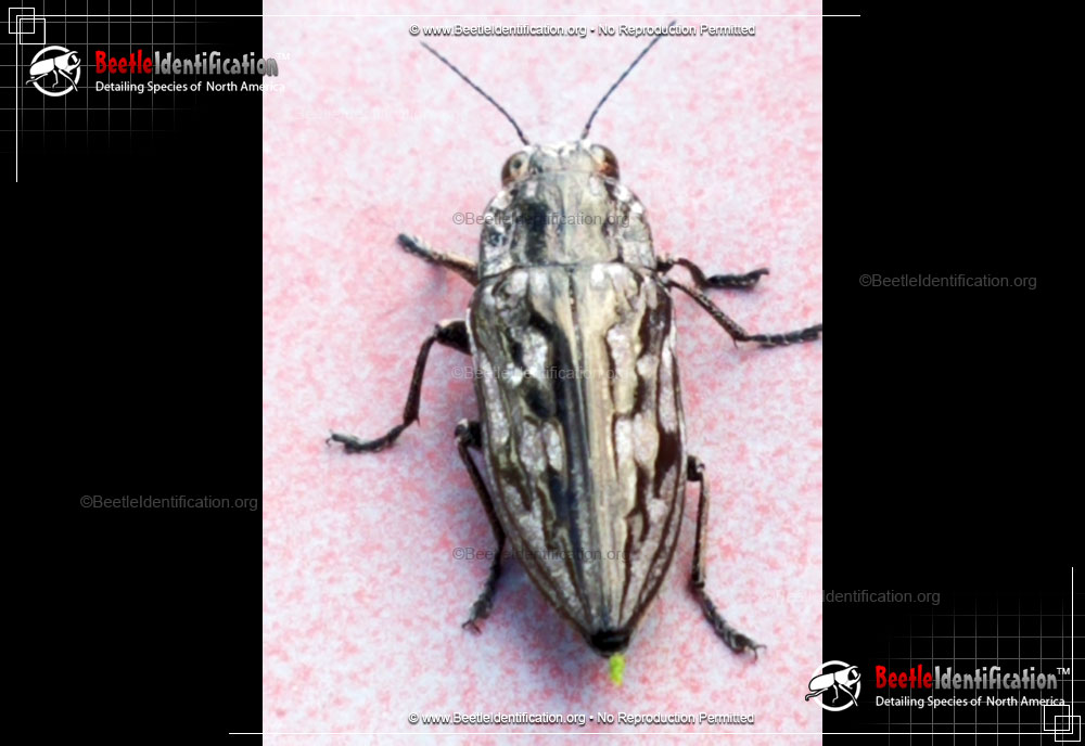 Full-sized image #2 of the Sculptured Pine Borer Beetle