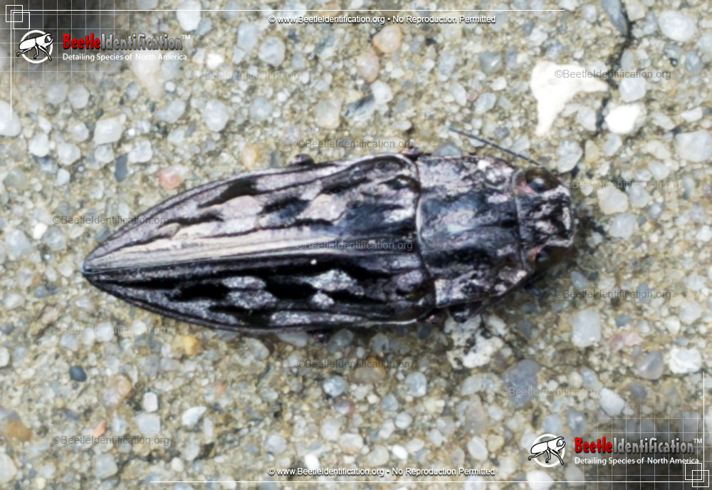Full-sized image #3 of the Sculptured Pine Borer Beetle