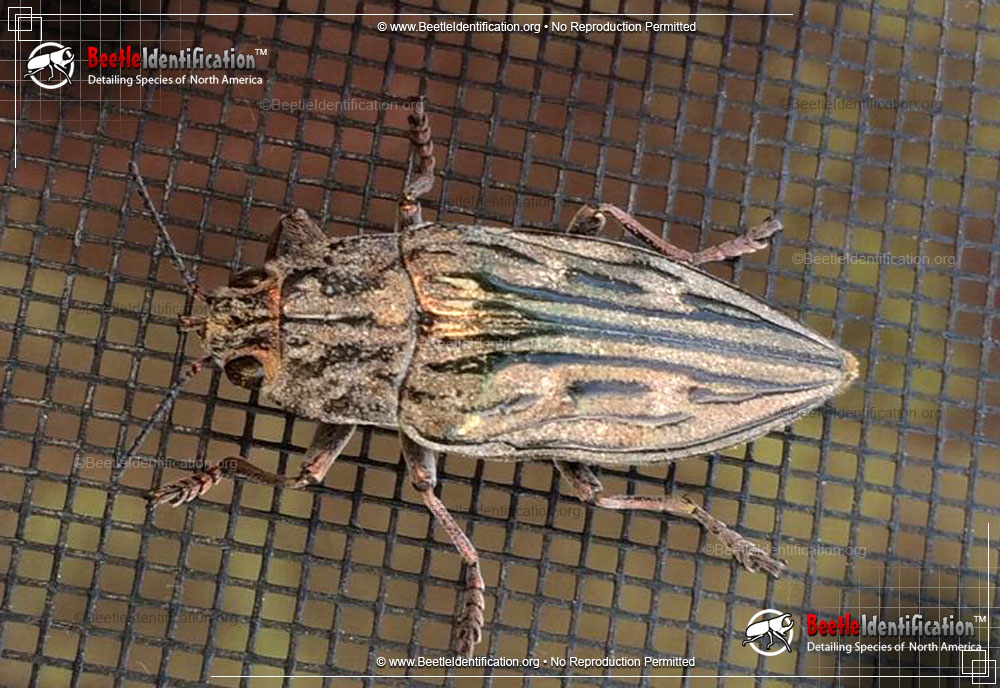 Full-sized image #1 of the Sculptured Pine Borer Beetle